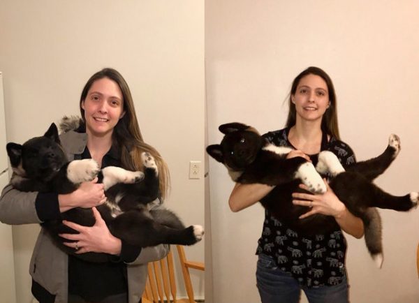 秋田犬成长过程,秋田犬1-12个月变化图