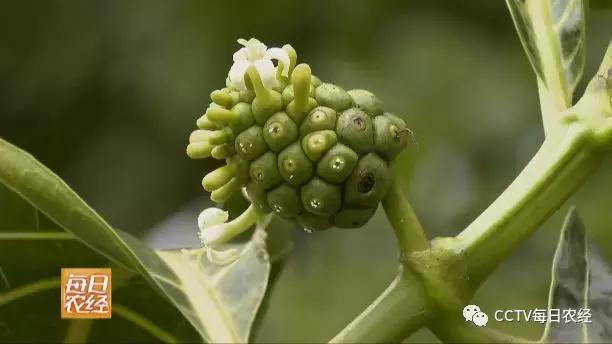又酸又苦的热带水果,超级酸的热带水果