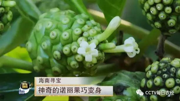 又酸又苦的热带水果,超级酸的热带水果