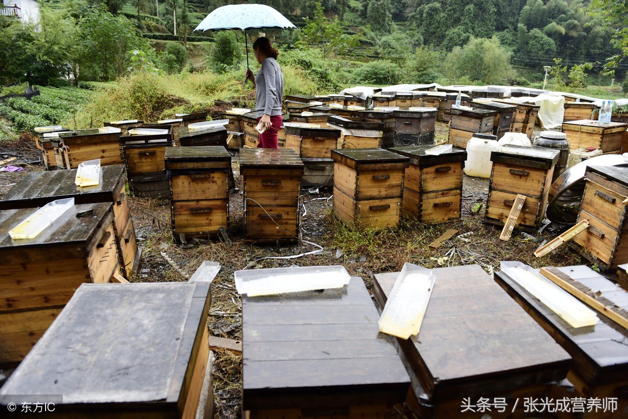 蜂胶是不是个好产品,蜂胶不适合什么人食用