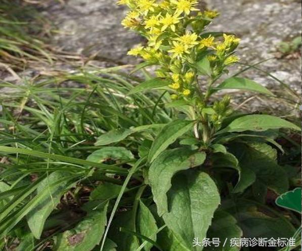 风热感冒扁桃体发炎吃什么中药,咽炎百日咳