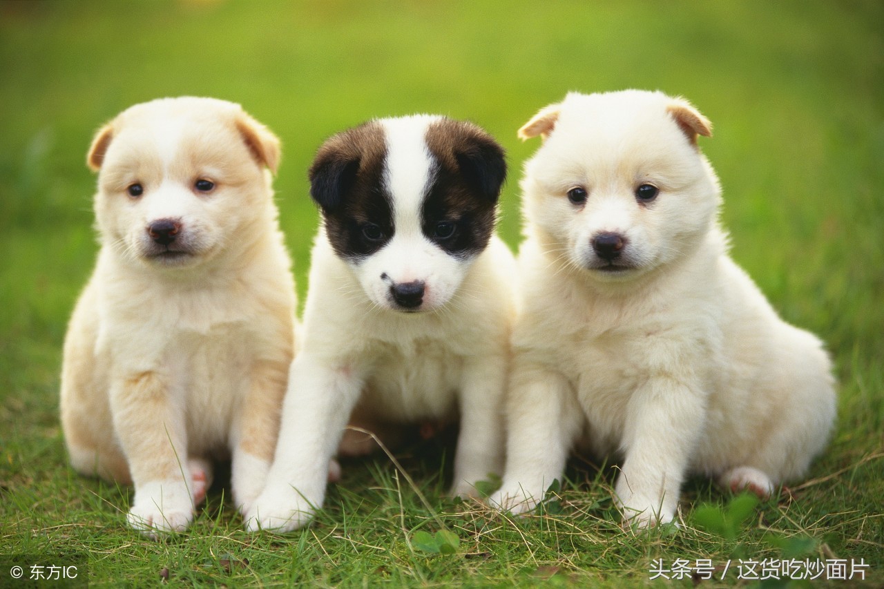 杭州萨摩耶被车撞后续赔偿,萨摩耶被撞死赔多少钱