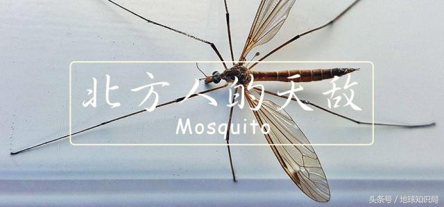 北方人到南方被吓坏,北方人在南方过冬最怕什么