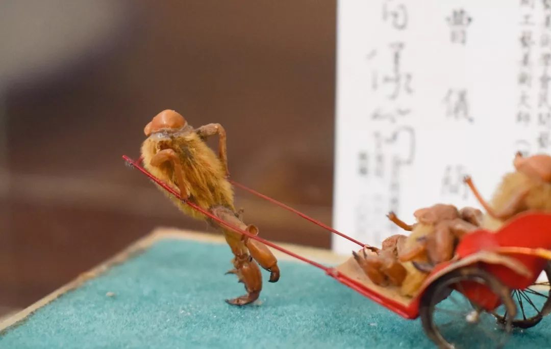 他拜师曹雪芹后人，将虫壳、玉兰变成立体漫画！