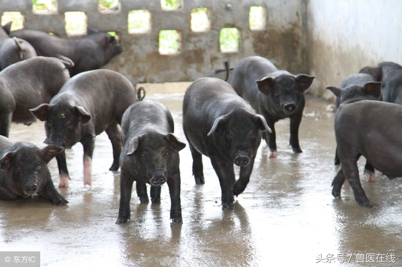 「病例」一例猪败血性链球菌病的诊治过程