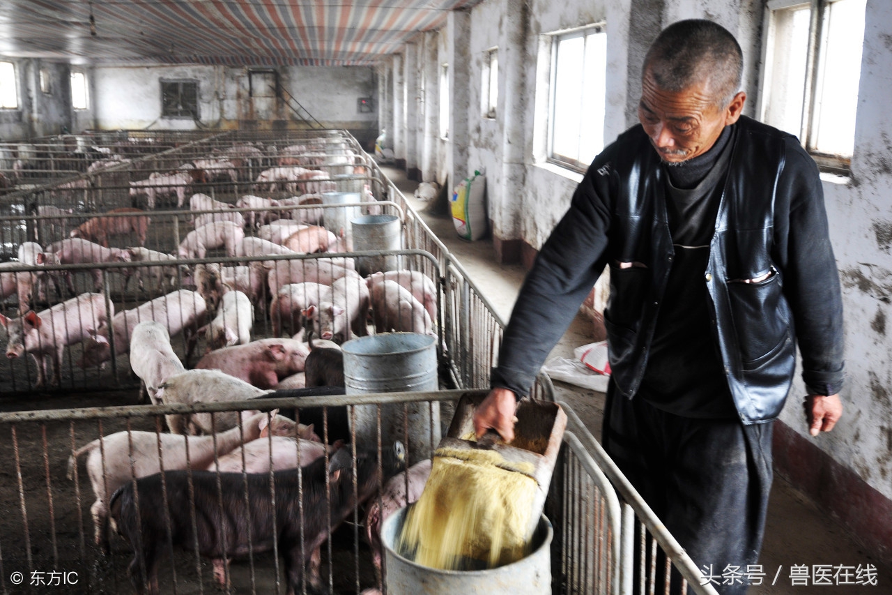 「病例」一例猪败血性链球菌病的诊治过程