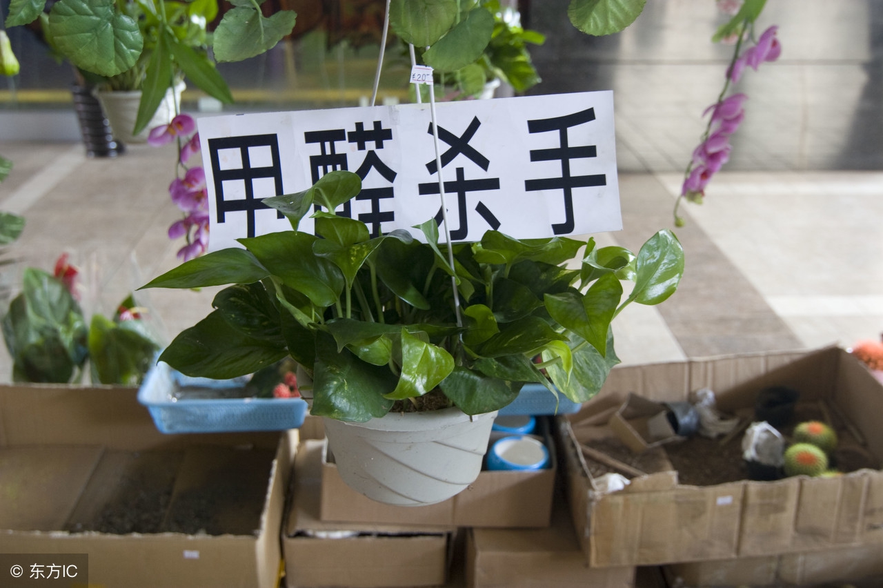 甲醛的危害有多大?预防甲醛危害的这5种方法你还不知道吗?