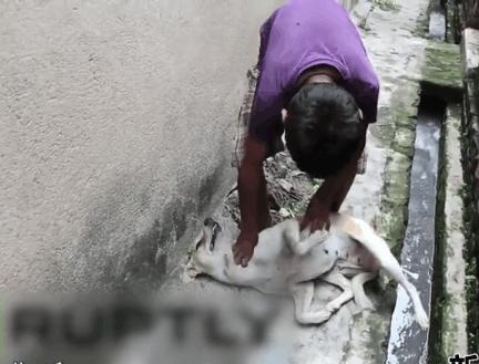 男子疯狂迷恋流浪狗,外国小伙喂食流浪狗