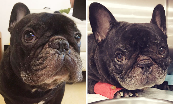 怎么缓解短鼻子狗呼吸问题,为什么短鼻狗呼吸有问题