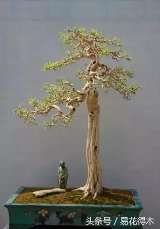 九里香为什么大量掉叶,九里香掉枝掉叶怎么急救