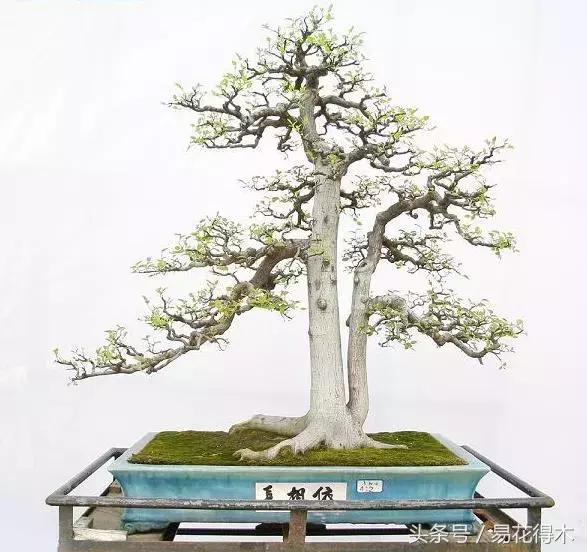 九里香为什么大量掉叶,九里香掉枝掉叶怎么急救