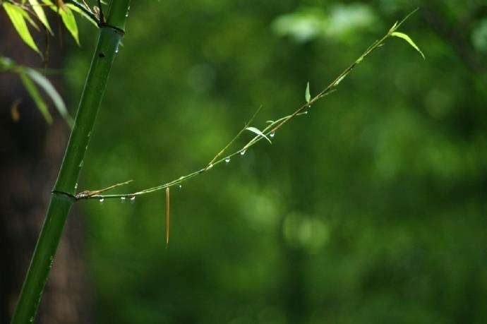 有关描写竹子的诗句古诗大全,关于竹子的诗句古诗及注释