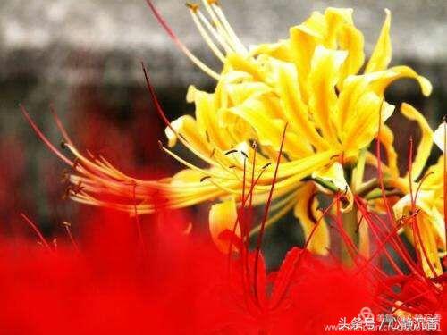 人间四月芳菲尽时过境迁落尘埃,人间四月芳菲尽春花始盛开