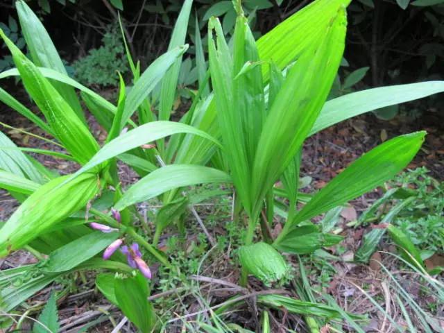 白芨的种植前景及生长周期,大棚无土栽培白芨亩产多少斤