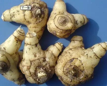 白芨的种植前景及生长周期,大棚无土栽培白芨亩产多少斤