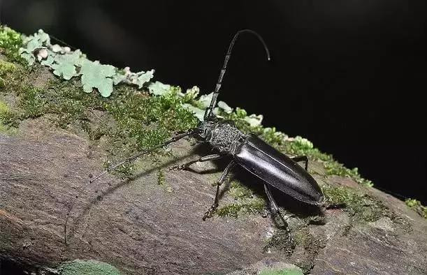 柑橘树干被天牛咬后怎么处理,柑橘天牛钻心虫最佳防治方法