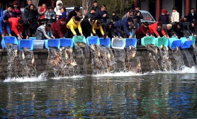 牛蛙死亡多少只,一千只牛蛙捉回来就死了几斤