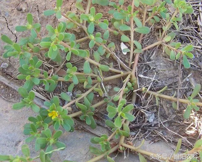 我国玉米田恶性杂草的发生,玉米地杂草图及防治方法