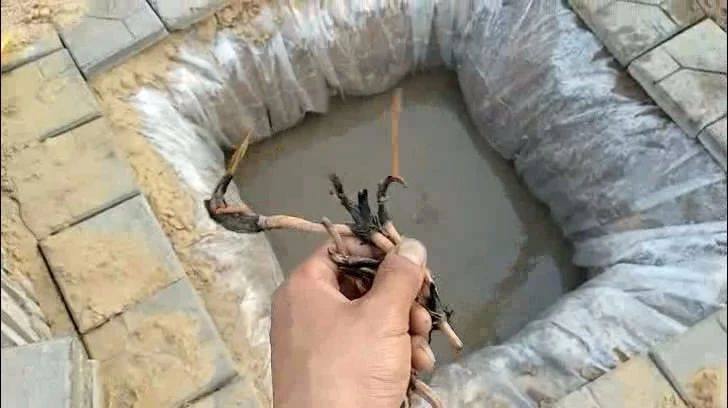 种植碗莲的方法与技巧,碗莲的种植方法和养护过程