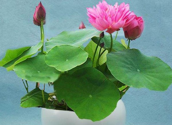 碗莲种植方法超简单的快来看看吧,种植碗莲的方法与技巧