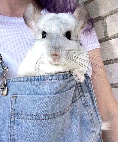 领养龙猫怎么培养,领养龙猫需要多少钱