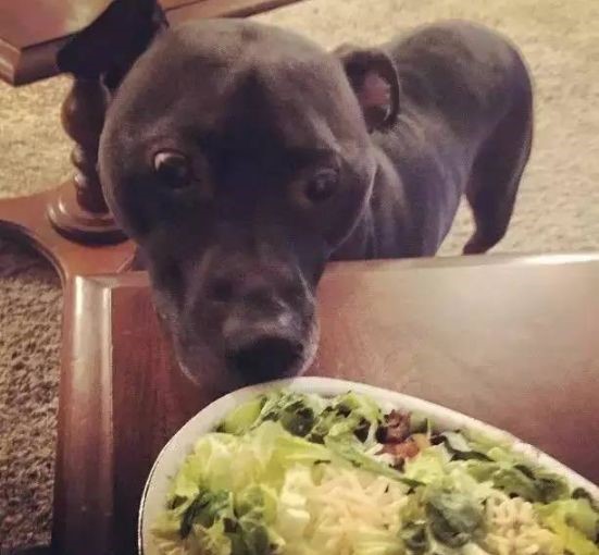 新手养狗,新手养狗注意事项