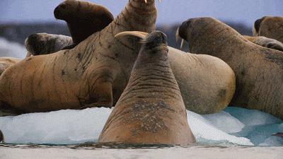 假期一定要给孩子看的20部纪录片,12部适合和孩子一起看的纪录片