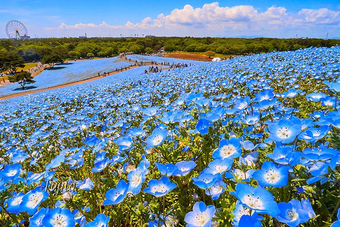 日语辨析和使用的区别,日语中的辨析词