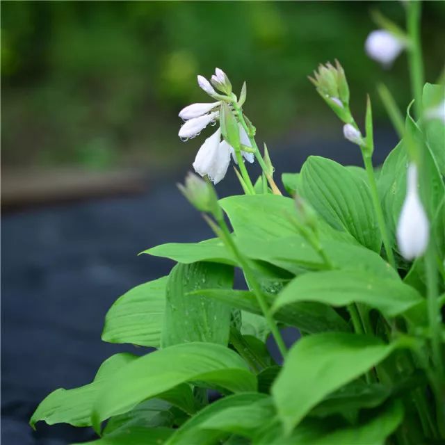 玉簪养护,玉簪的养护方法