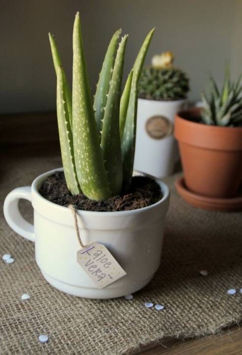 最有价值的绿植,最值得养的绿植排行