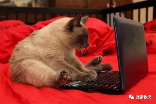 英短蓝猫领养多少钱,纯种英短猫领养价格