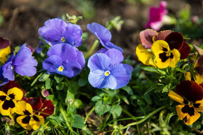 滁州花博园秋景,秋天滁州花博园图片