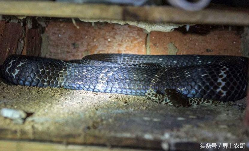 养蛇技术及管理,良丰县养殖技术视频