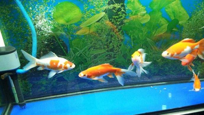 鱼缸放进鱼第二天水浑,鱼缸喂食后水浑怎么办