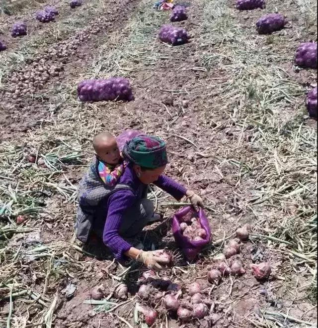西昌20万吨洋葱在等待,与政府一起发力,别让洋葱相信眼泪!