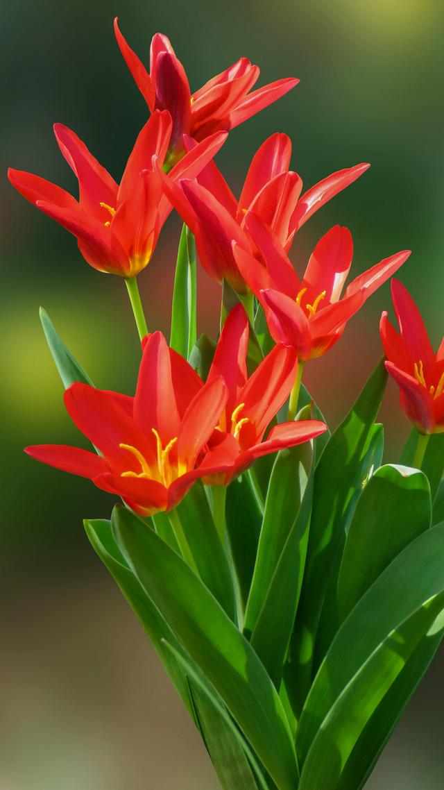 塞尔达传说旷野之息精美手机壁纸,王鸥精美手机壁纸