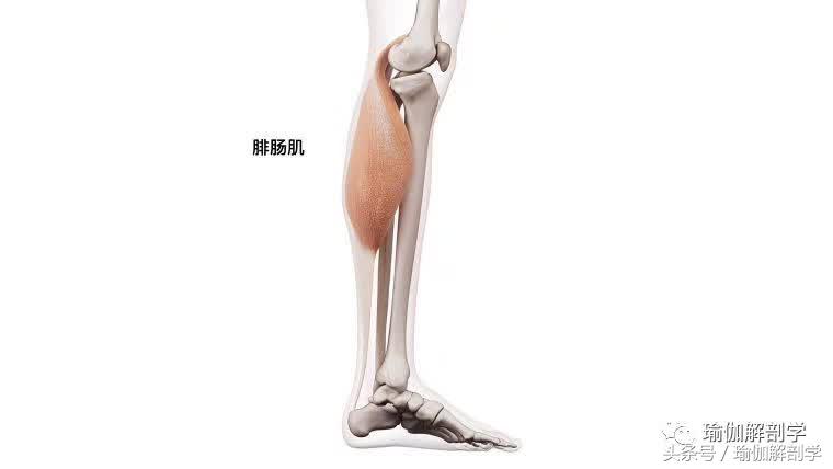 小腿肌肉僵硬太紧？这3套解决方案总有一套适合你！（收藏级）