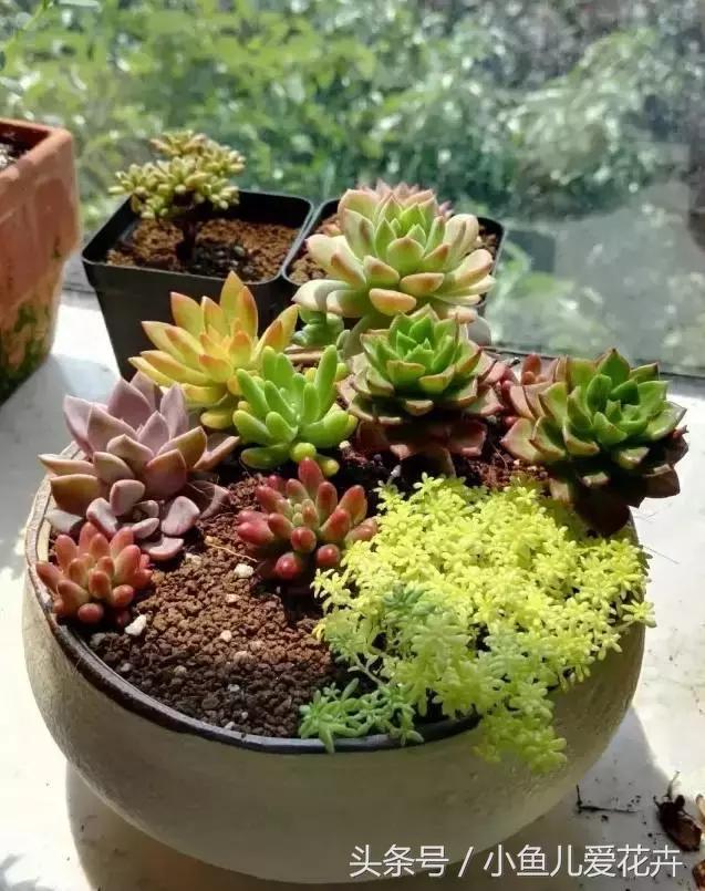 新手养肉肉最好用什么土,新手养肉配土