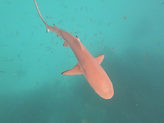 帕劳的海景风光给人美的享受,帕劳的海洋和沙滩风景图片