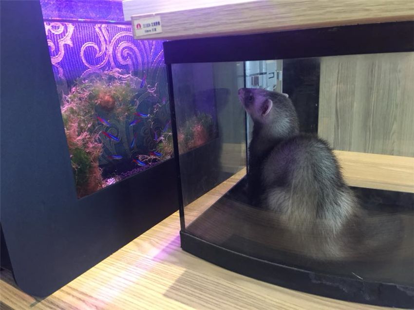 雪貂偷鱼,雪貂被偷吃