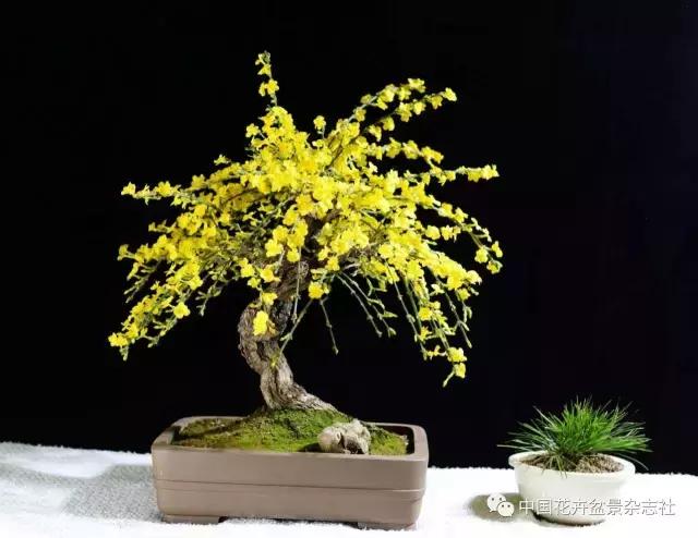 爱花迎春盆景,爱木盆景杜鹃