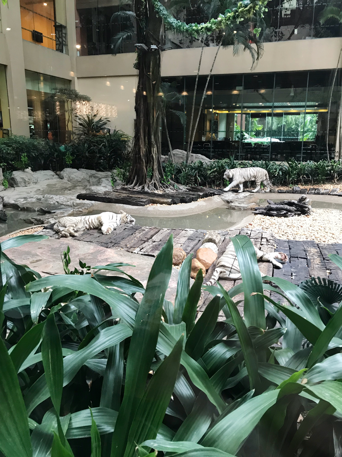 长隆酒店亲子游攻略,广州长隆酒店早餐攻略