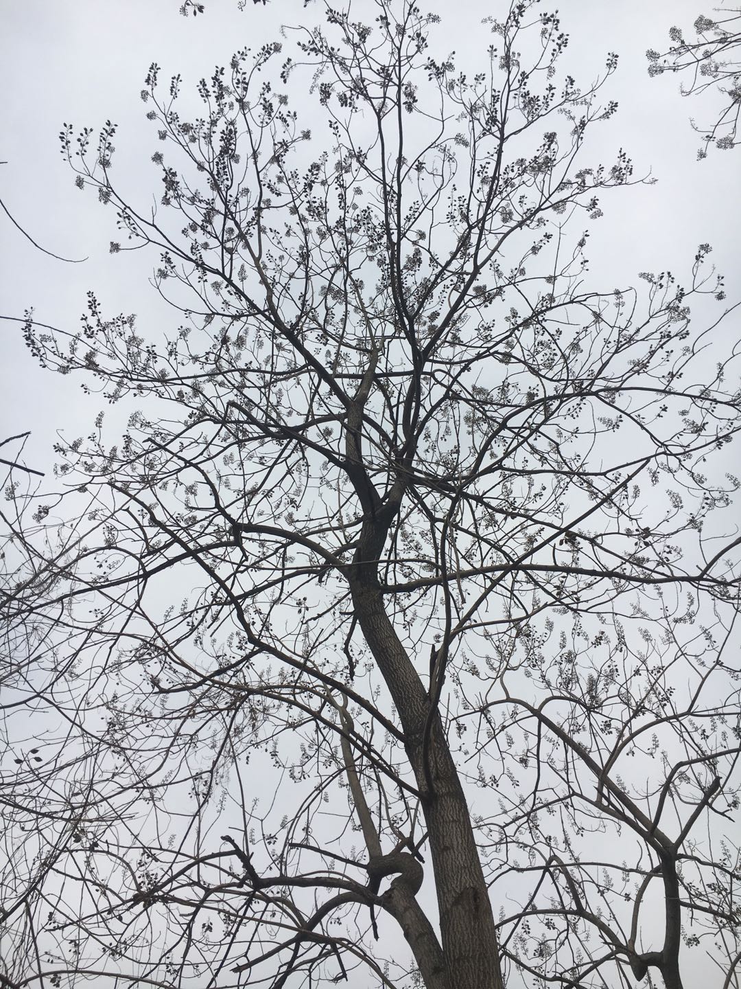 邳州土山镇大事件,邳州发生什么大事