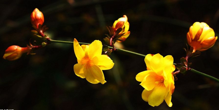 魏子昌经典诗词,魏子昌律诗全集