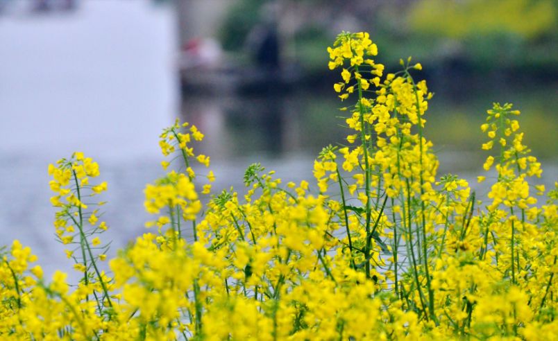 魏子昌经典诗词,魏子昌律诗全集