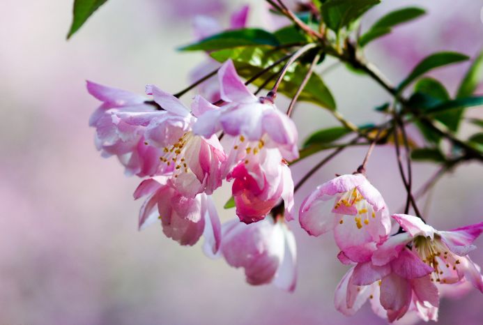 魏子昌经典诗词,魏子昌律诗全集