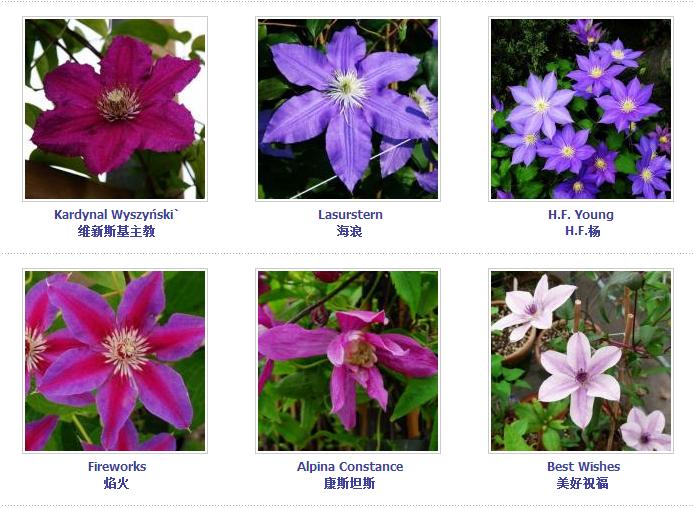 铁线莲爬藤花卉排名前十名,铁线莲哪个品种花最好看