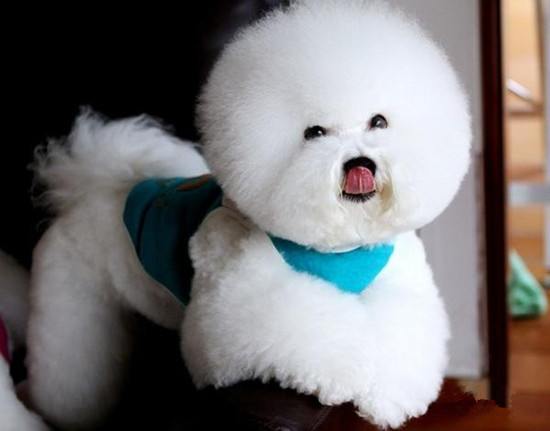 比熊的三种皮肤病，铲屎官你知道病因是什么吗？