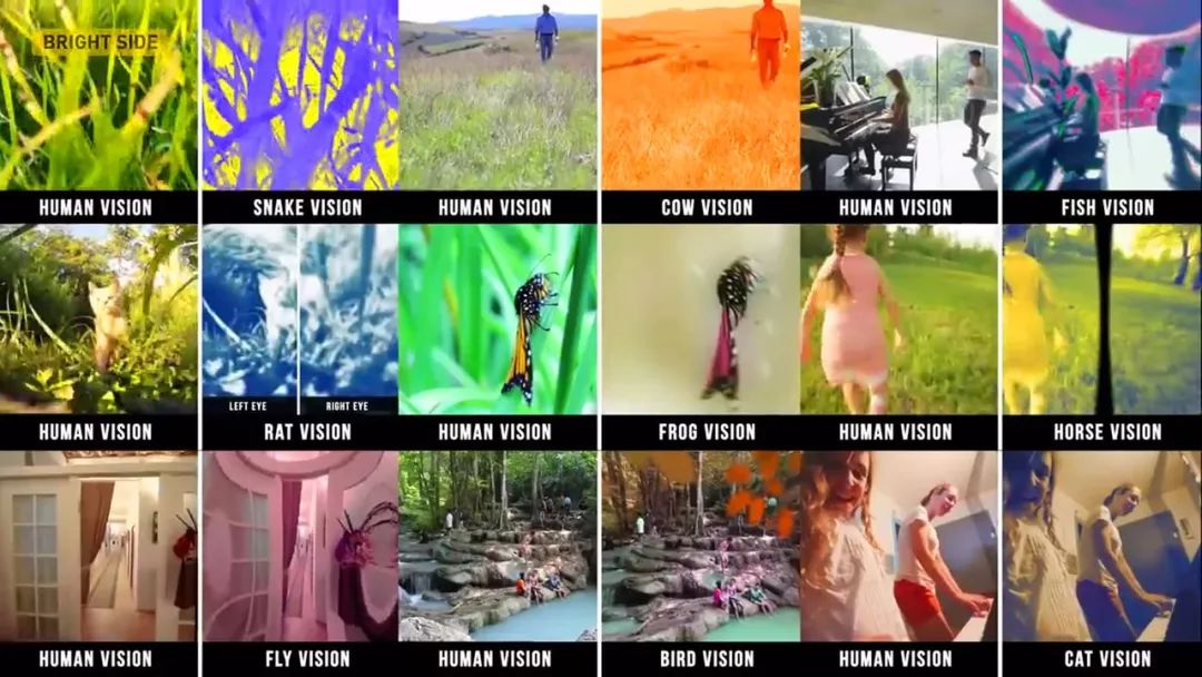 动物眼中的世界是什么样子的图片,动物眼里的世界长怎样