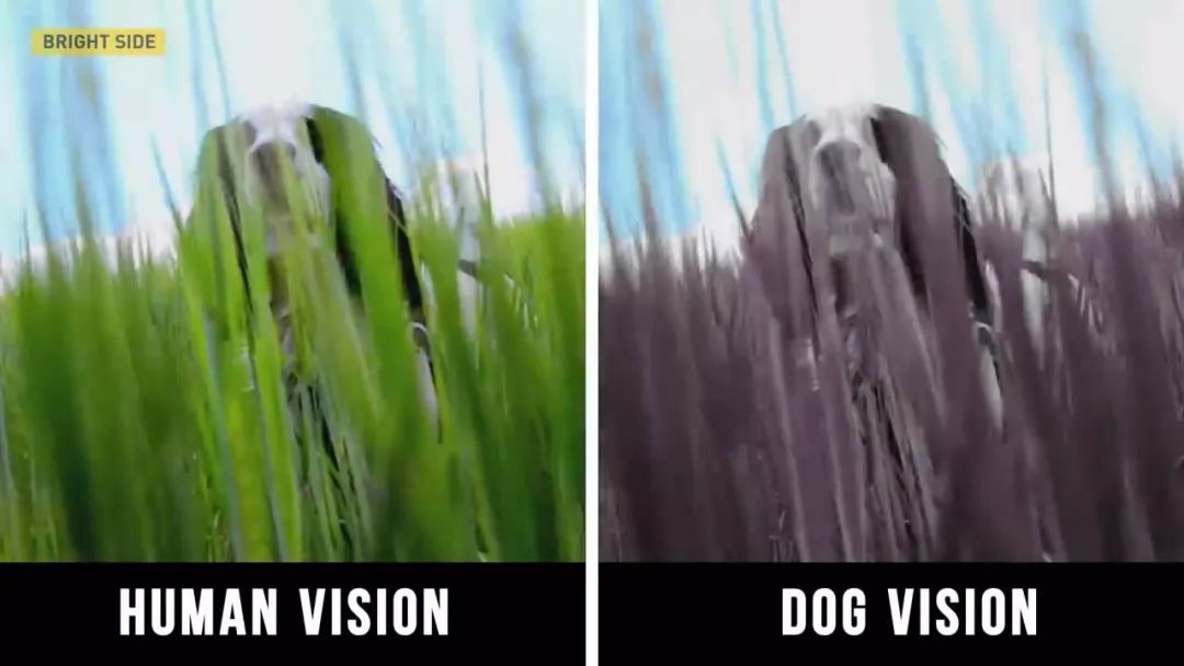 动物眼中的世界是什么样子的图片,动物眼里的世界长怎样